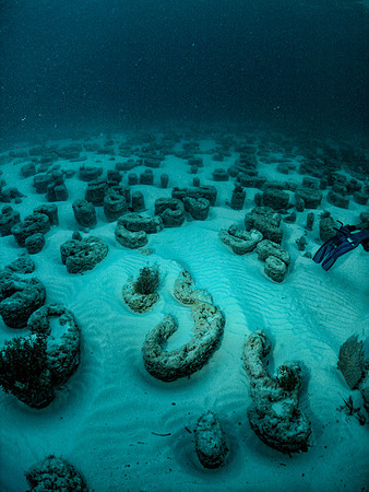 A Field of "Strom" (Stromatolites)