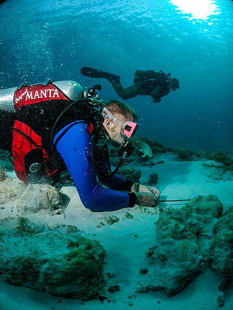 Underwater photo of a field of Stromatolite in the Exumas.