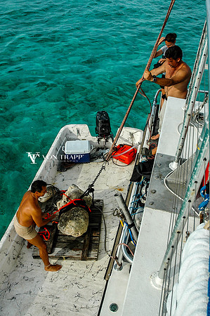 Photo of a stromatolite being recovered from the ocean.